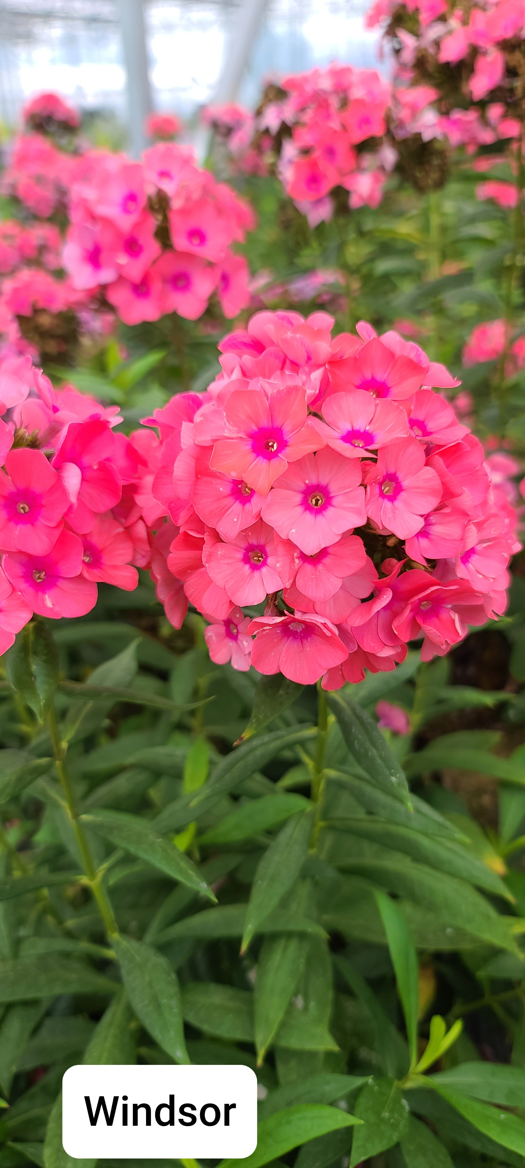 Phlox paniculata 'Windsor'